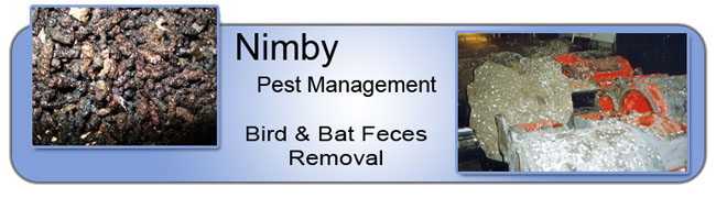 bird-bat-feces-removal