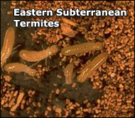 subterrainian-termite-ontario