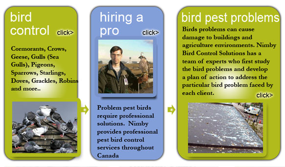 Bird-Control
