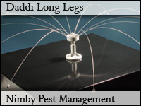 Daddi-Long-Legs