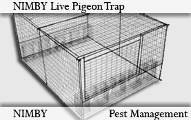 Pigeon-Trap