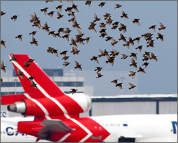 airport-bird-control