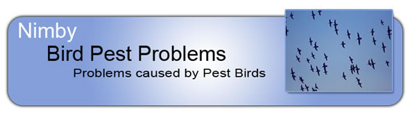 bird-pest-problems
