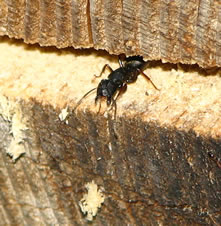 carpenter-ant-ontario
