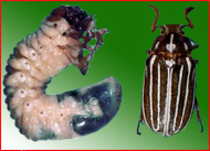 june-beetle-larvae