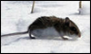 mouse-snow3