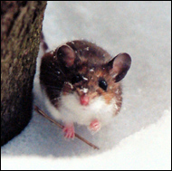 mouse-snowthumb