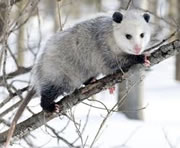 opossum3