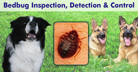 Bedbug inspection, detection and control