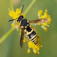 wasps-insect