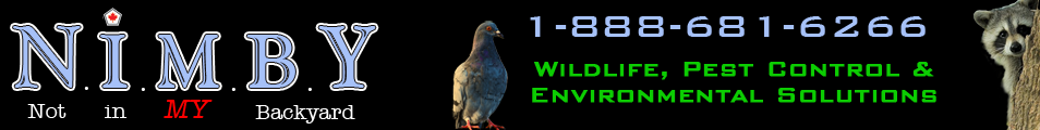 Nimby Wild, Pest Control and Environmental Solutions